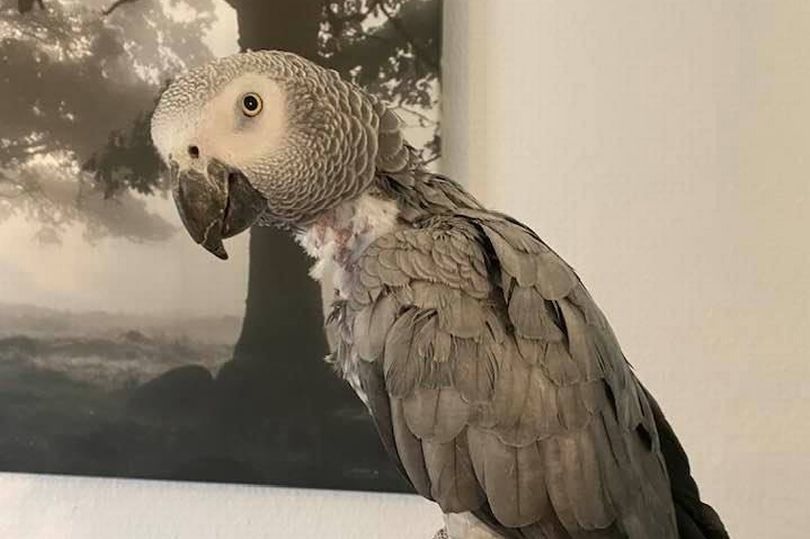 Βρετανία: Εν μέσω Covid θερινό θρίλερ με δύστροπο παπαγάλο και διαρρήκτες