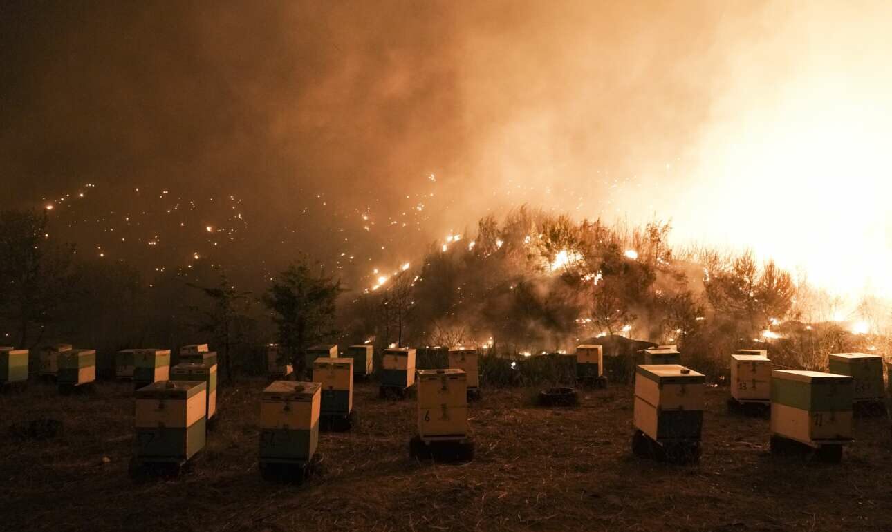 Οι πυρκαγιές έκαψαν 9.000 μελισσοσμήνη – Χάνονται 10.000 τόνοι πευκόμελου ετησίως