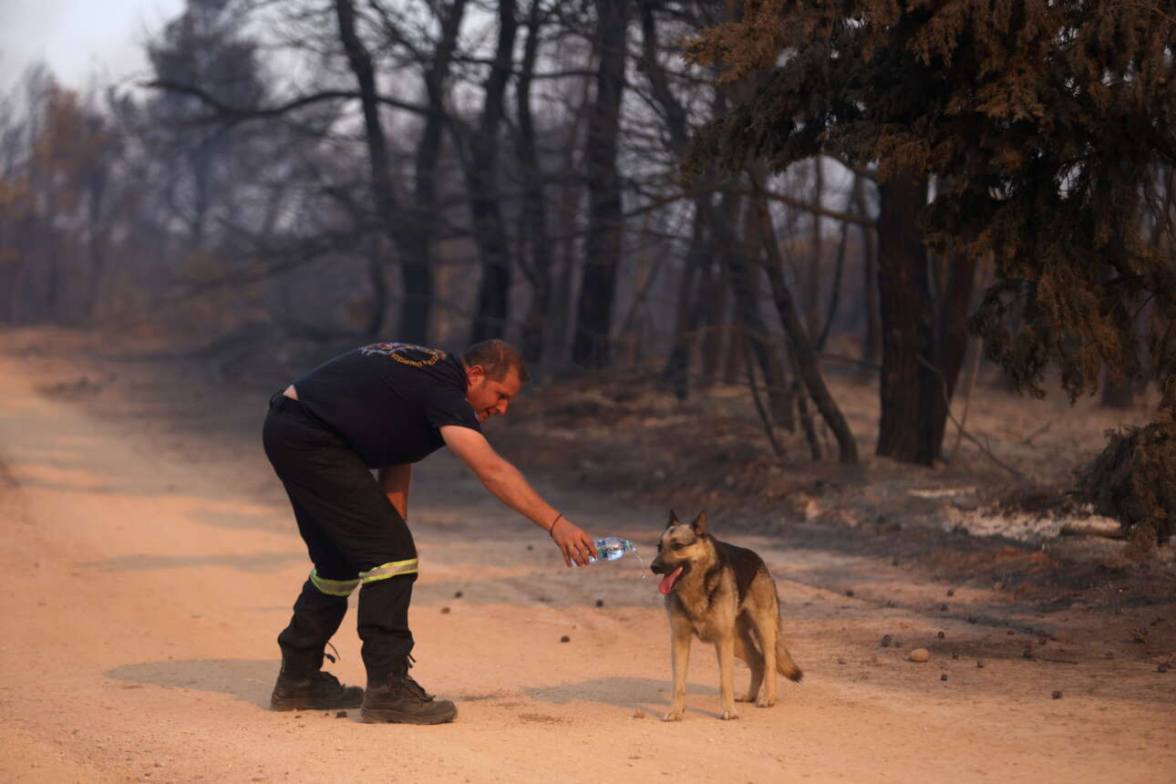 Βαρυμπόμπη, ένας πυροσβέστης δίνει λίγο νερό στον γερμανικό ποιμενικό που έχει μείνει χωρίς αφεντικό