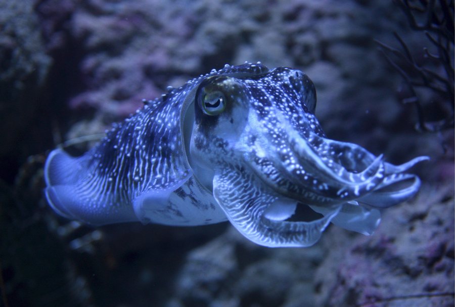 Γιατί οι σουπιές δεν ξεχνούν ποτέ τους εραστές τους