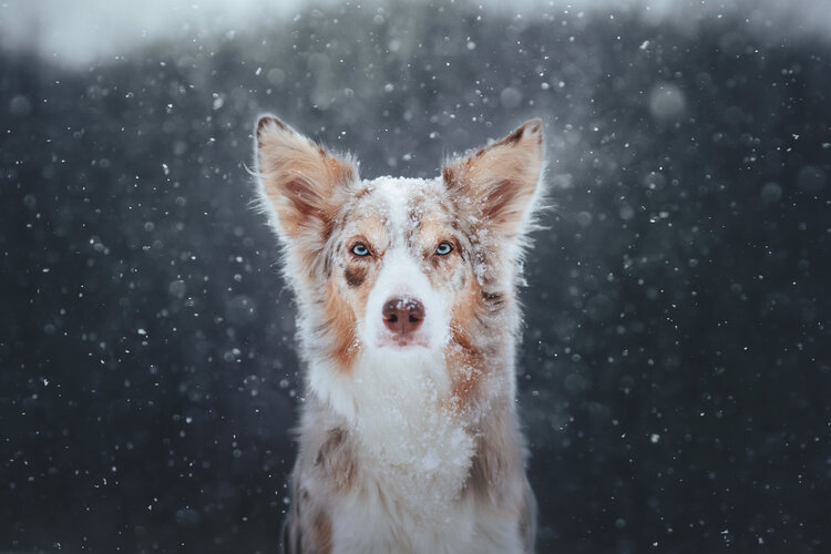 Φωτογράφος Κατοικίδιων Ζώων της Χρονιάς αναδείχτηκε η Βερόνικα Σαντόροβα από τη Σλοβακία που ζει και αναπνέει για σκύλους, περιπέτεια και φωτογραφία. Το πάθος της για τη φωτογραφία σκύλων ξεκίνησε με τον πρώτο της σκύλο, τον Ναμπού: «Συνειδητοποίησα ότι χρειάζομαι πολλά σκυλιά γύρω μου και επίσης ότι θέλω να αγκαλιάζω κάθε σκύλο που συναντώ», δήλωσε.