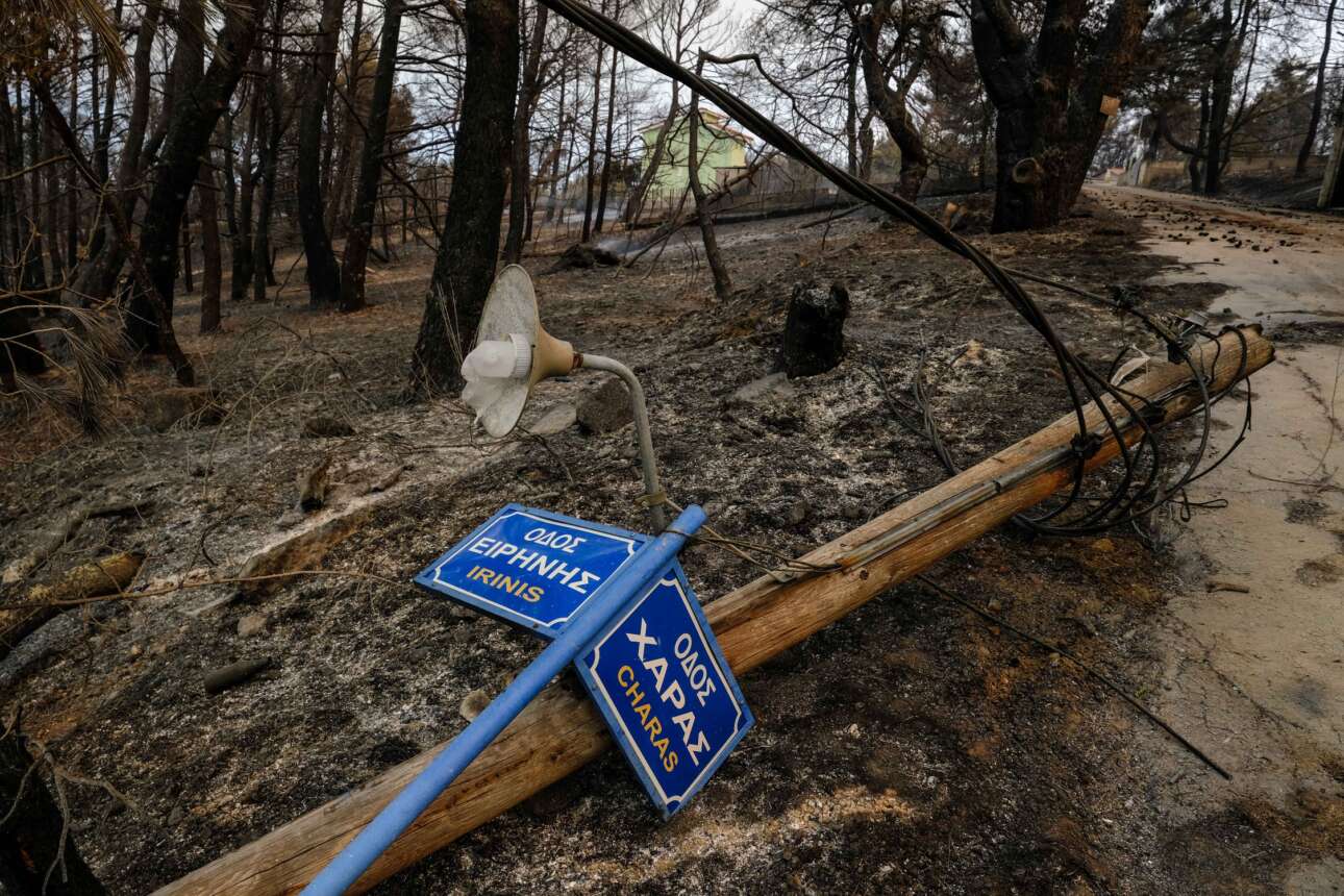 Στερνή μου γνώση… Λάθος η αναδάσωση