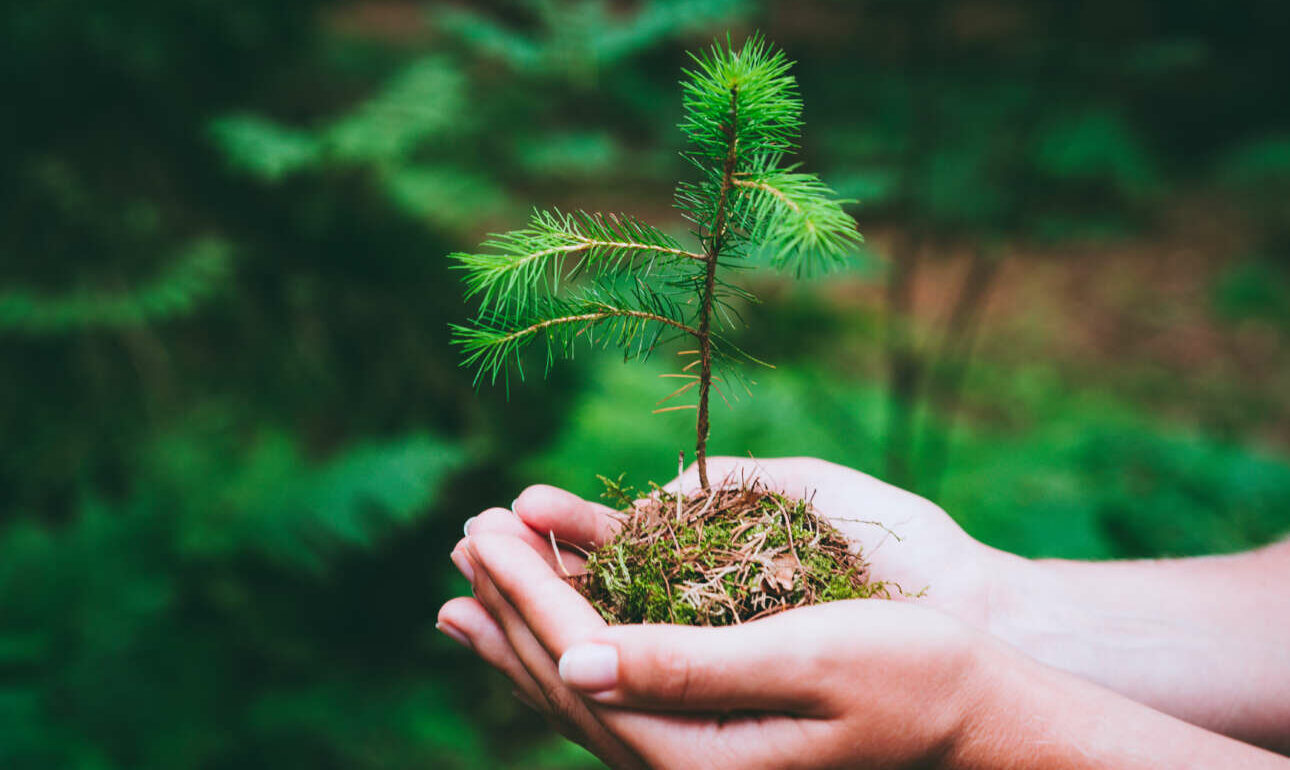 Τώρα μας φταίνε και τα πεύκα…