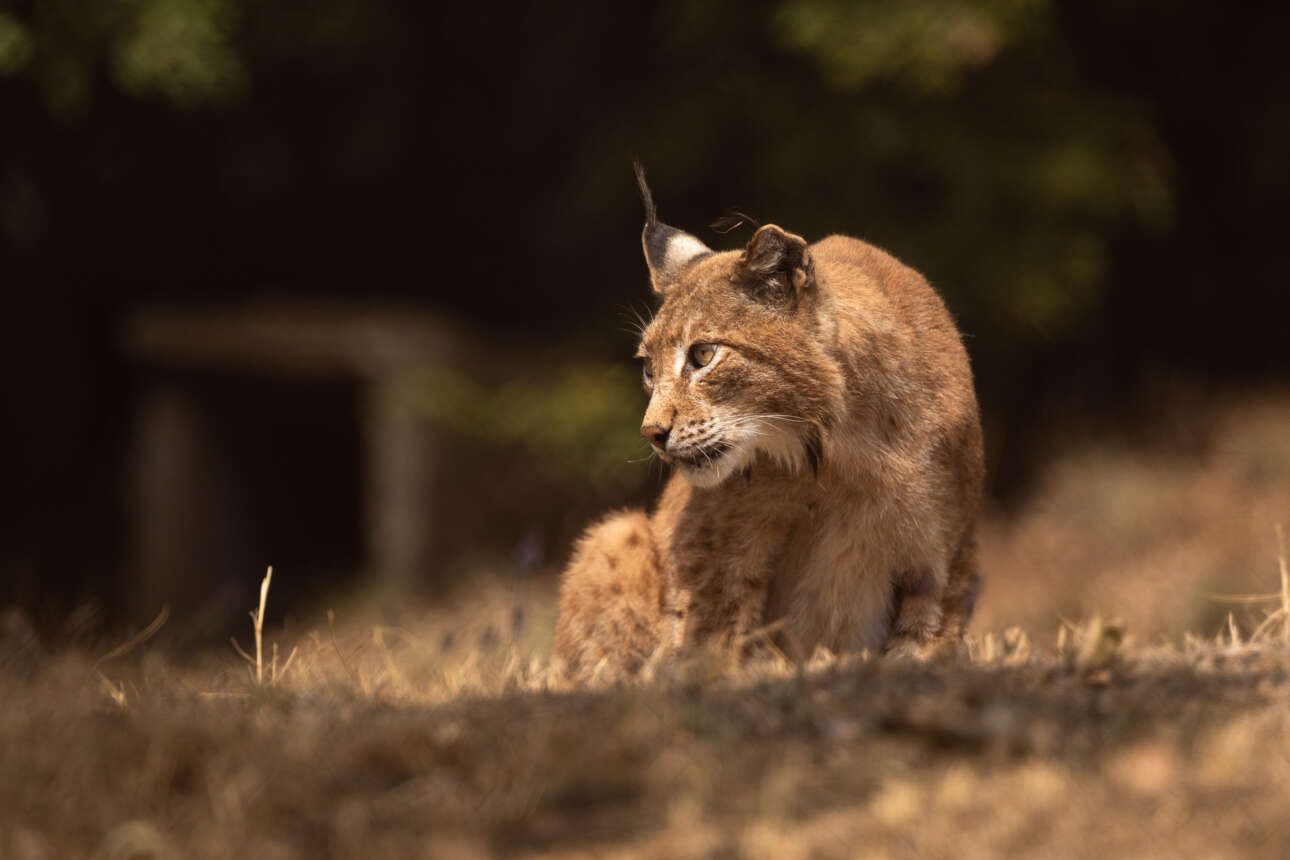 Ο λύγκας επέστρεψε στην Ελλάδα