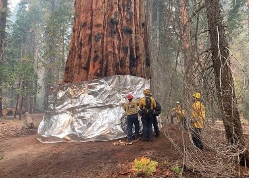 Καλιφόρνια: Τύλιξαν με κουβέρτα πυρόσβεσης το μεγαλύτερο δέντρο του κόσμου