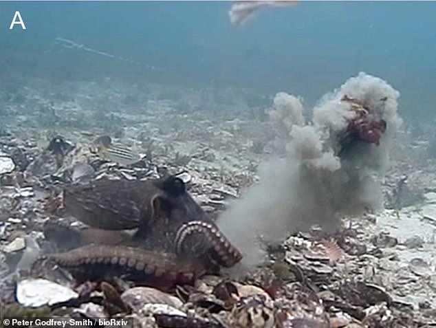 Στα χταπόδια δεν περνάει η σεξουαλική παρενόχληση…