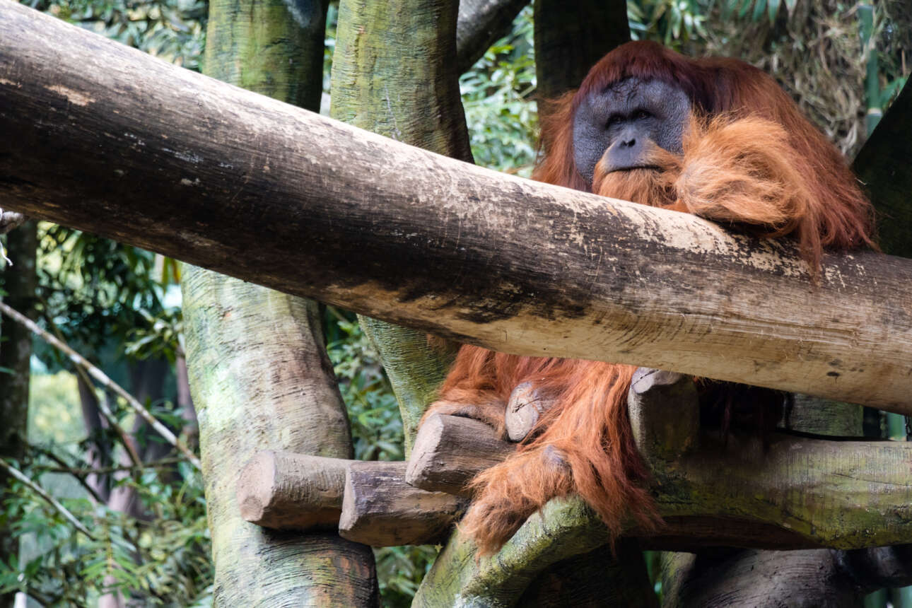 Οι επενδύσεις της Κίνας απειλούν με εξαφάνιση πολλά είδη ζώων