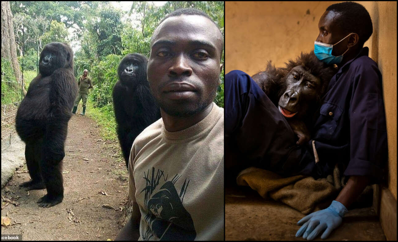 Ο γορίλας που έγινε σταρ από μία selfie πέθανε στην αγκαλιά του ανθρώπου που τον διέσωσε