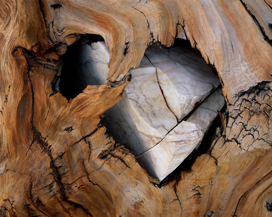 Η γωνιώδης πέτρα φαίνεται ενσωματωμένη μέσα σε ξεπερασμένο ξύλο. Επιλαχών, Φωτογράφος της Χρονιάς (1 of 3)
