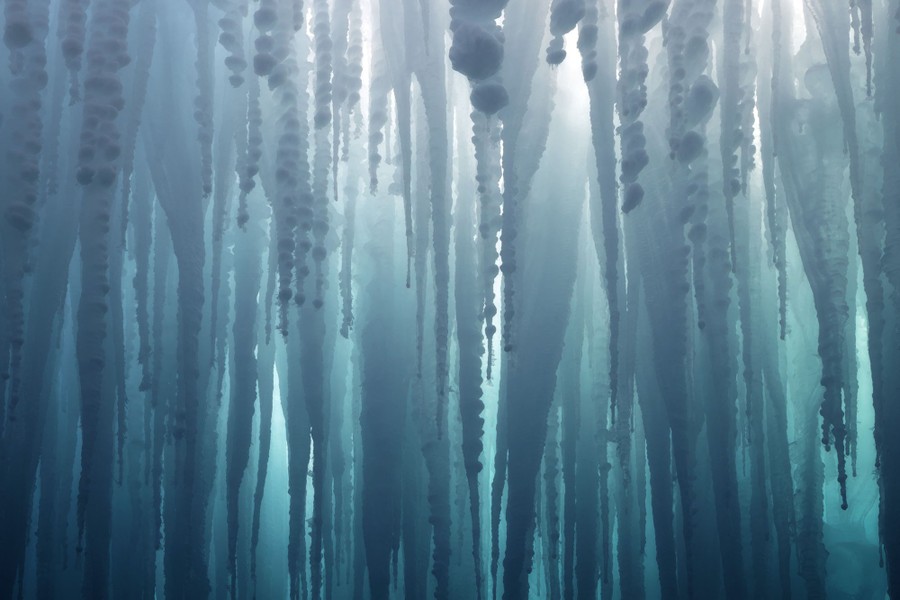 Μοναδικοί σχηματισμοί πάγου που μοιάζουν με σταλακτίτες. Νικητής, Φωτογράφος της Χρονιάς (1 από 3) 