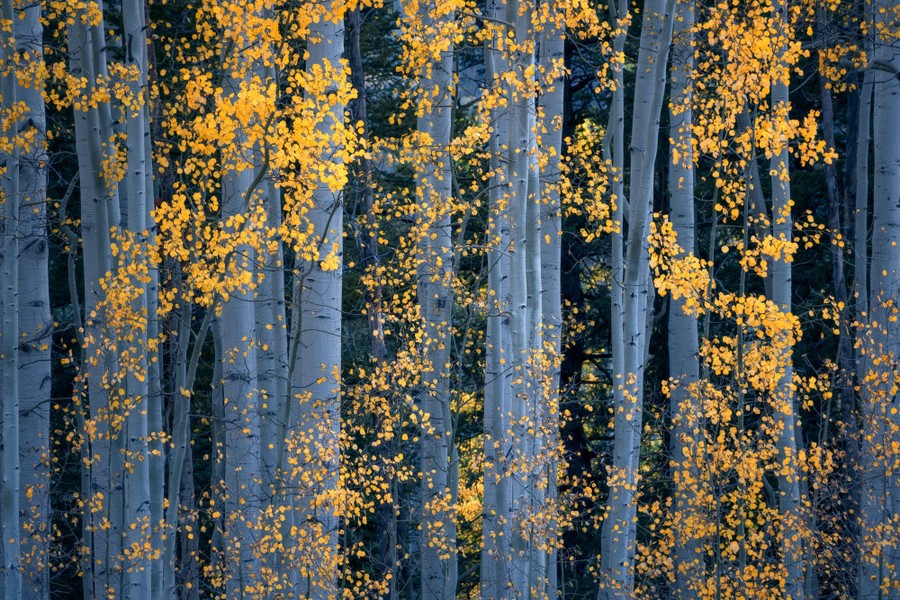 Κίτρινα φύλλα ανάμεσα σε δέντρα με λευκό κορμό. Νικητής, Φωτογράφος της Χρονιάς (3 από 3) 