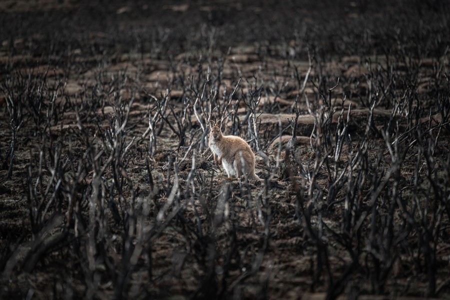 Ένα wallaby ξεκουράζεται ανάμεσα σε καμένους θάμνους. Νικητής, Πρότζεκτ: 