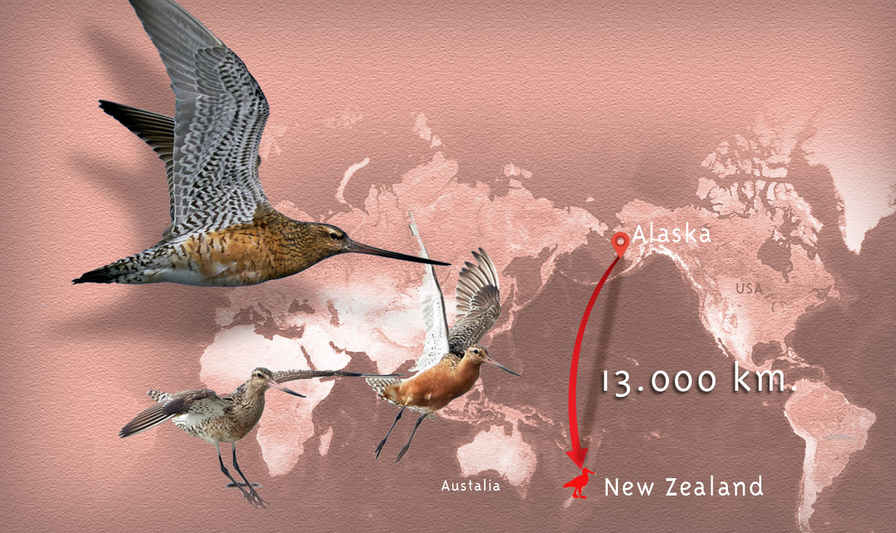 Το πουλί που πέταξε 13.000 χλμ. πάνω από τον Ειρηνικό χωρίς στάση