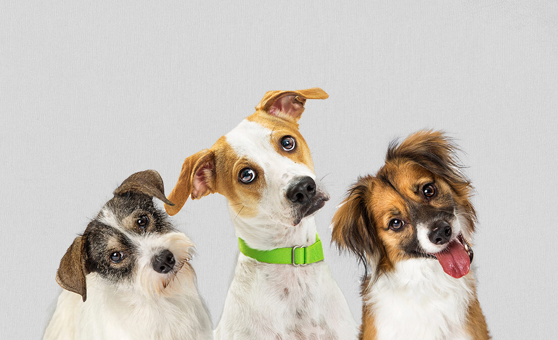 Γιατί οι σκύλοι γέρνουν το κεφάλι τους