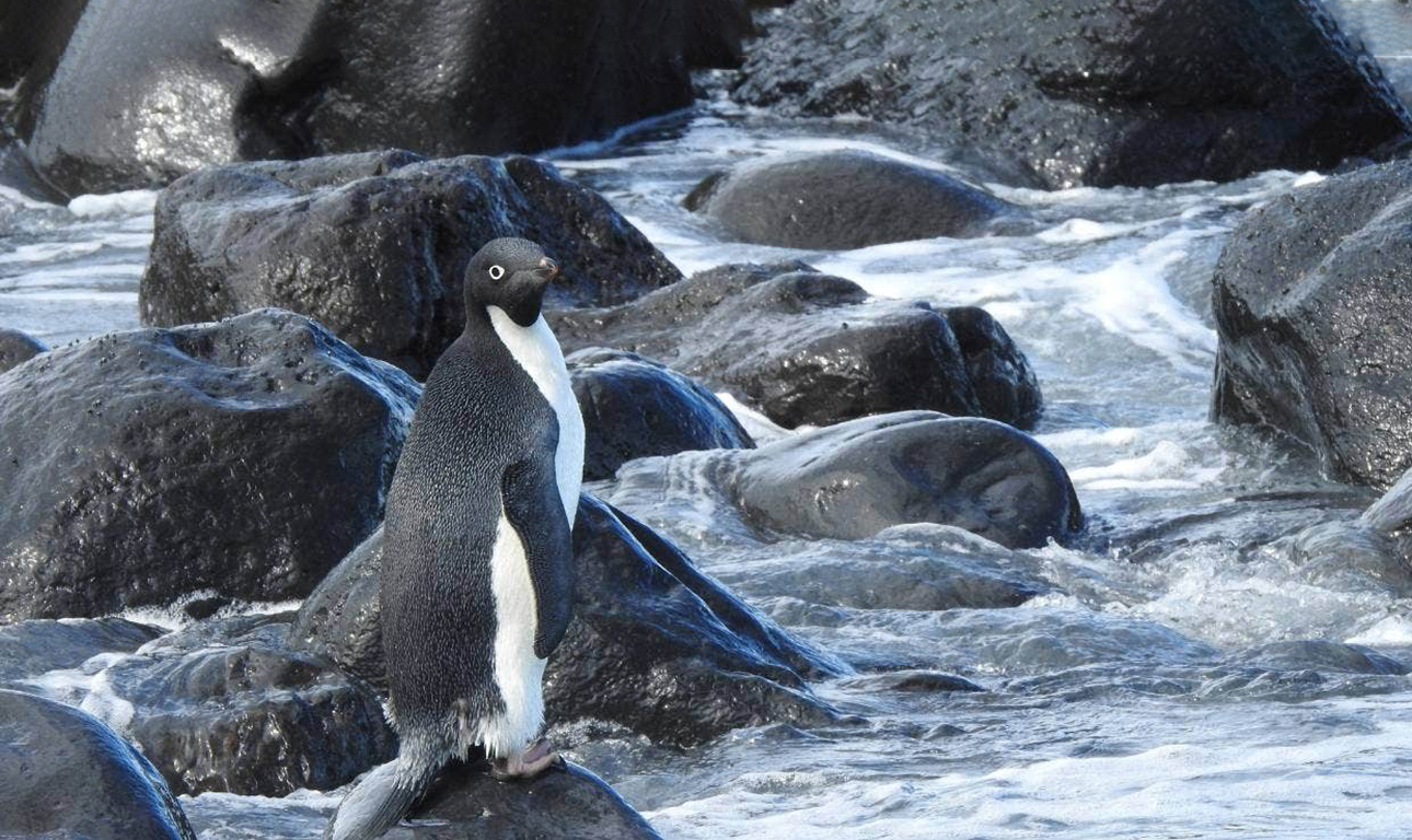 Πιγκουίνος ταξίδεψε 3.000 χλμ. για να βρει νέο σπίτι