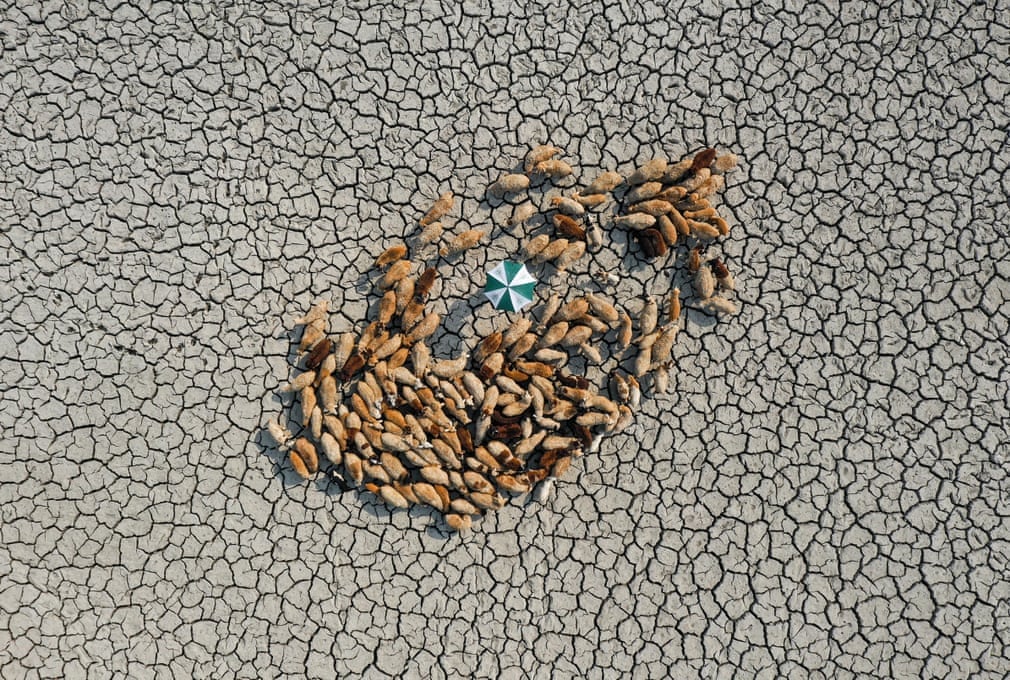 Το βραβείο «Προσαρμοστικότητας» κέρδισε μια φωτογραφία από το Μπαγκλαντές, που πλήττεται από έντονες ξηρασίες. Ένα κοπάδι προβάτων προσπαθεί να βρει τροφή μέσα στα ανοίγματα του εντελώς ξεραμένου εδάφους. 
