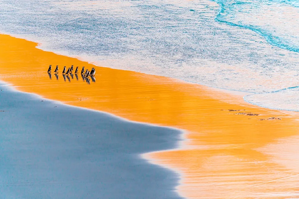 Μια ομάδα του σχετικά μικρού σε μέγεθος είδους των μαγγελανικών πιγκουίνων οδεύει προς τη θάλασσα για να πραγματοποιήσει ένα ταξίδι αναζήτησης τροφής. Η φωτογραφία διακρίθηκε στη κατηγορία «Πτηνά» 