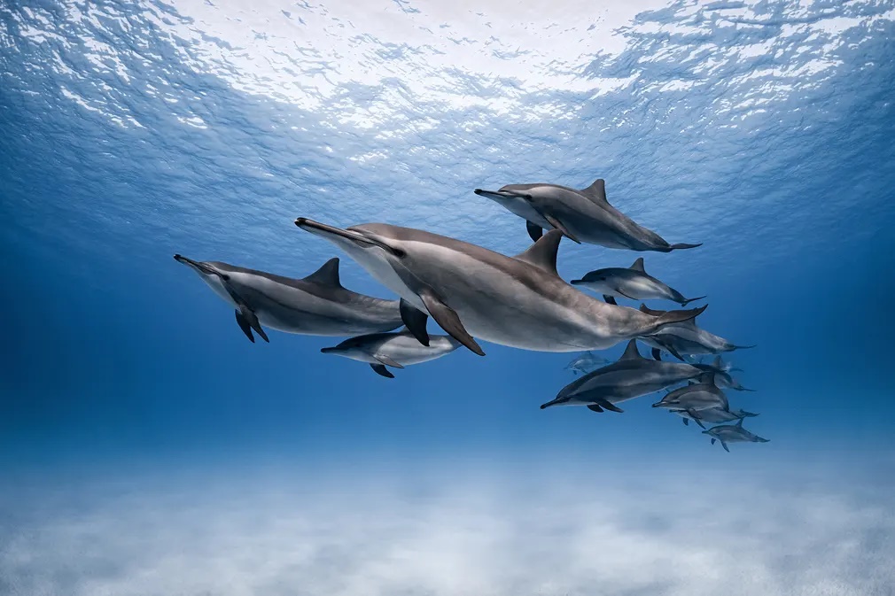 Στην κατηγορία «Υποβρύχιος Κόσμος» διακρίθηκε αυτή η φωτογραφία μιας αγέλης δελφινιών στην Ερυθρά Θάλασσα