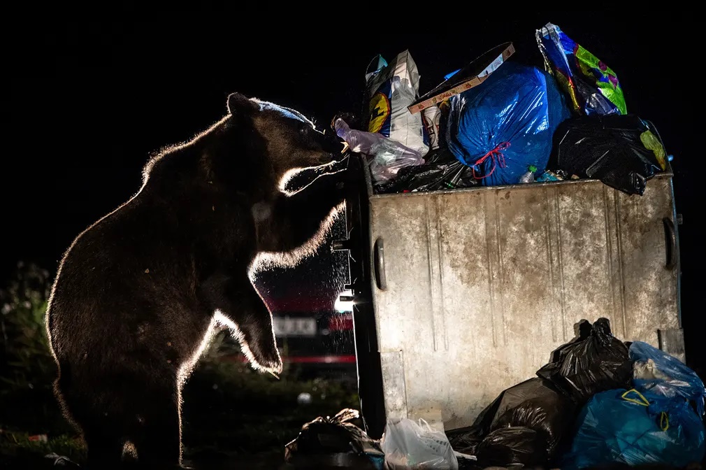 Στην κατηγορία «Άνθρωπος και Φύση» διακρίθηκε αυτή η φωτογραφία από την Ολλανδία όπου μια καφέ αρκούδα αναζητεί τροφή σε κάδο σκουπιδιών