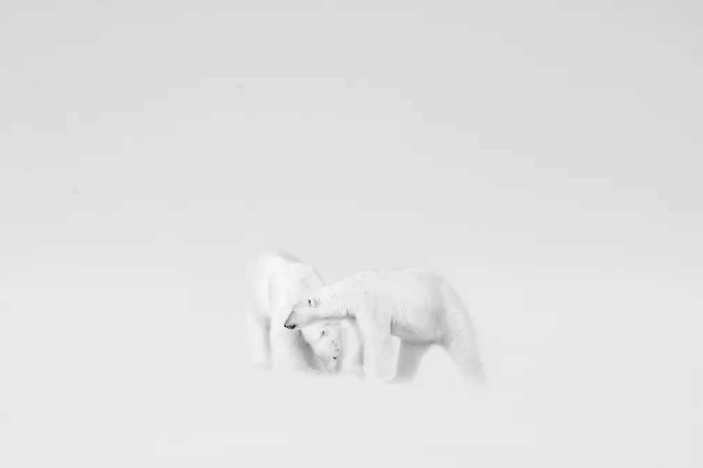 Πρώτη θέση στην κατηγορία «Άσπρο-Μαύρο» η φωτογραφία δύο πολικών αρκούδων που μετά βίας ξεχωρίζουν μέσα στο απόλυτο λευκό τοπίο