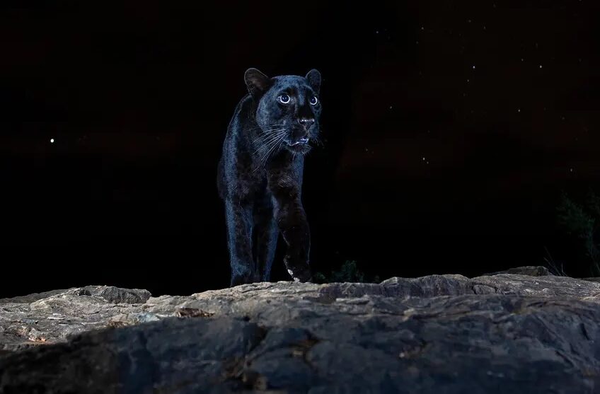 Πρώτο βραβείο στην κατηγορία «Πορτρέτα Ζώων» για αυτή την φωτογραφία μίας μαύρης λεοπάρδαλης