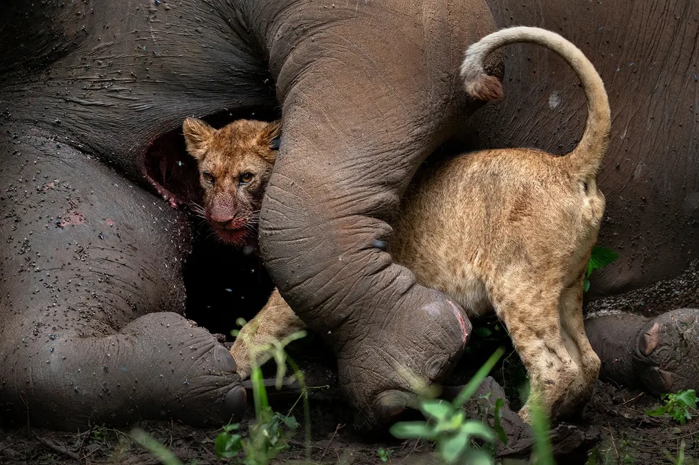 Ο εναγκαλισμός του θανάτου. H εικόνα ενός μικρού λιονταριού που τρέφεται από το κουφάρι ενός ελέφαντα διακρίθηκε στην κατηγορία «Πορτρέτα Ζώων».