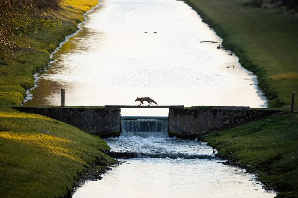 Πρώτη θέση στην κατηγορία «Φύση De Lage Landen» για το πέρασμα μιας αλεπούς από μια γέφυρα στην Ολλανδία