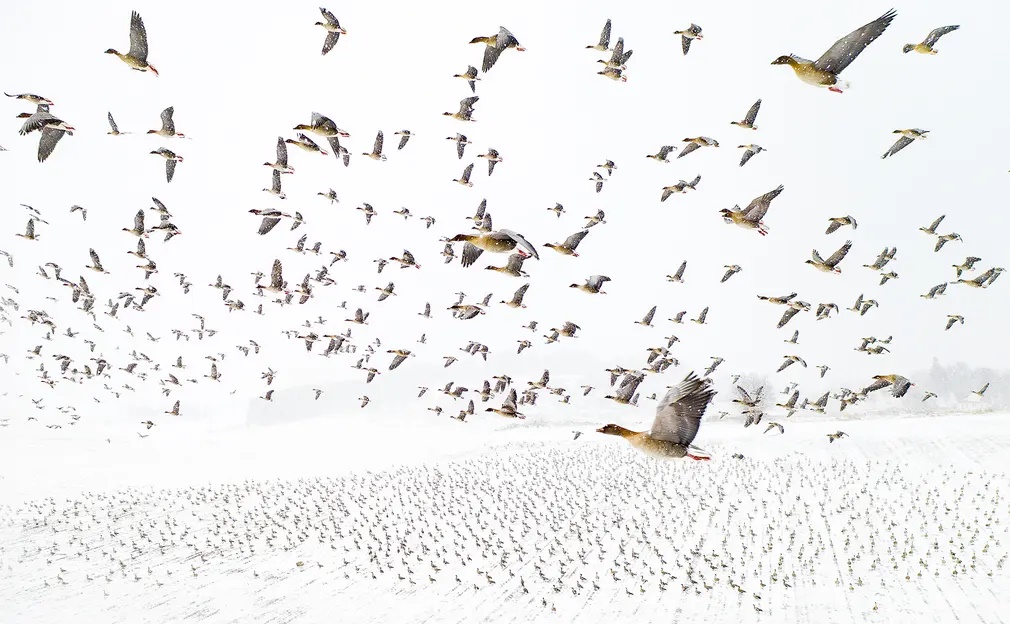 Πρώτη θέση στην κατηγορία «Πτηνά» και μεγάλος νικητής του διαγωνισμού ο Νορβηγός Τέργιε Κολάας με την φωτογραφία ενός σμήνους από άγριες χήνες στο ταξίδι της χειμερινής μετανάστευσης   