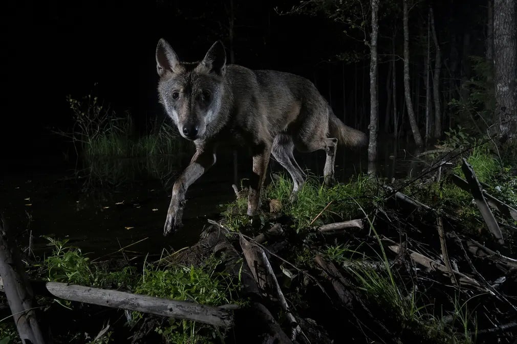Στην κατηγορία «Θηλαστικά» διακρίθηκε η φωτογραφία αυτού του νεαρού λύκου που αναζητούσε τροφή σε δάσος της Εσθονίας