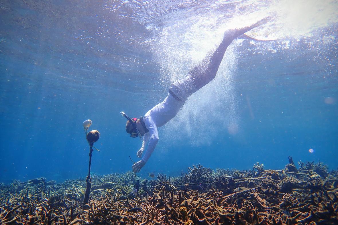 Τα ψάρια «τραγουδούν» όταν τα κοράλλια αποκτούν ξανά ζωή