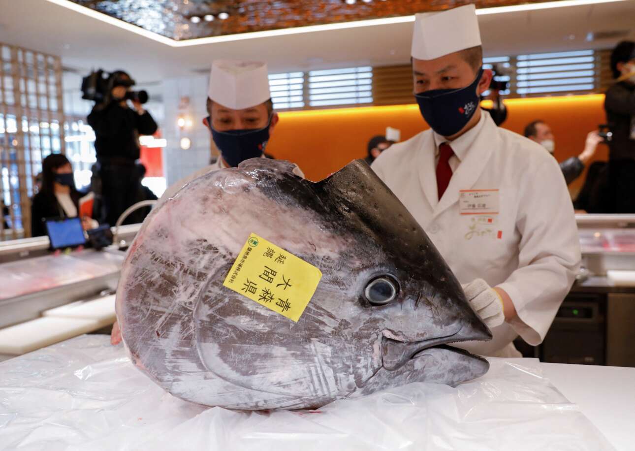 Κεφαλή ερυθρού τόνου στον πάγκο του εστιατορίου, περιμένει να γίνει ποιος ξέρει πόσες μερίδες σούσι – στο Τόκιο, βέβαια. Ο,τι «ήταν γραμμένο» να δει από τον κόσμο μας αυτό το μεγάλο μάτι, το είδε προτού αλιευτεί το βάρους 211 κιλών σώμα του και δημοπρατηθεί για 145.290 δολάρια στην ιχθυόσκαλα – κόπηκε στα δυο και μοιράστηκε σε δύο πλειοδότες 