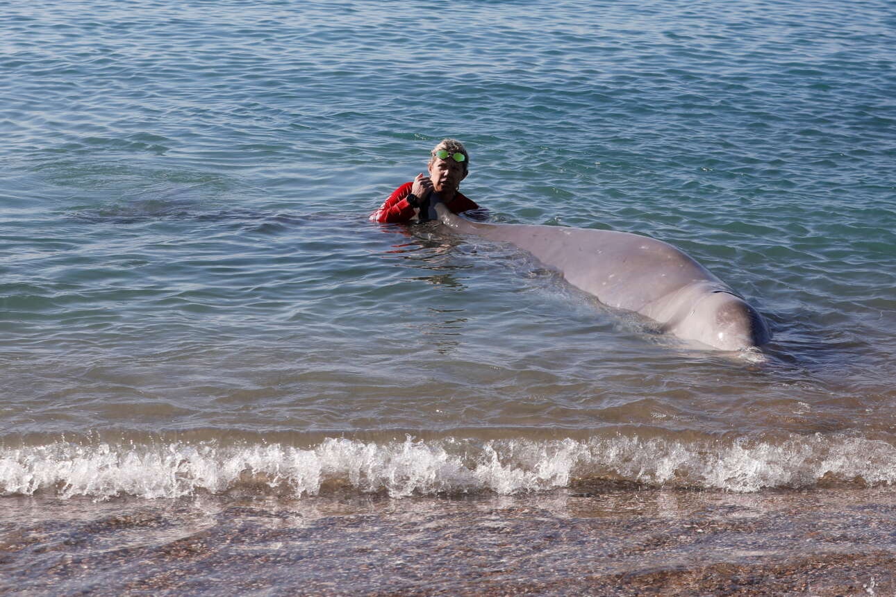 Αγωνία για τη φάλαινα που ξεβράστηκε στον Αλιμο
