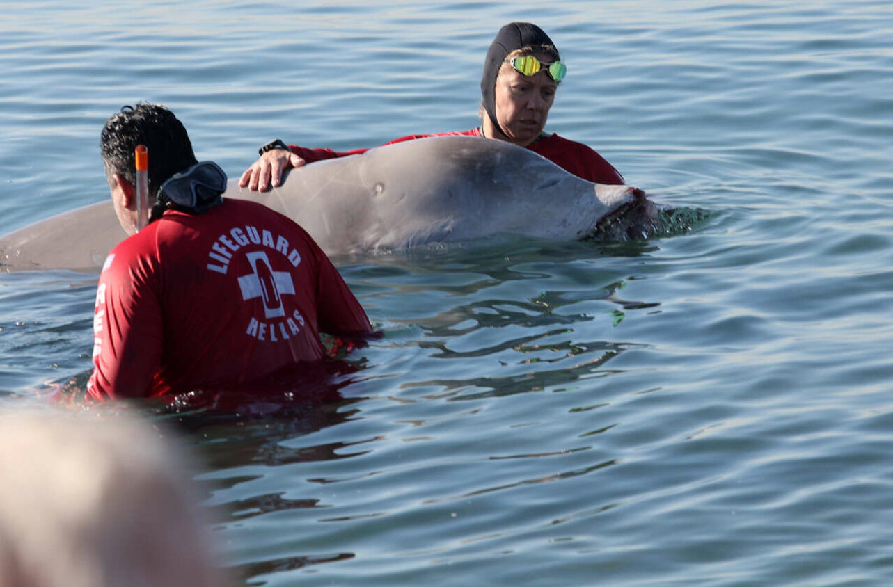 Στον Αλιμο ξαναβγήκε το φαλαινοειδές που έσωσαν στα Λιμανάκια