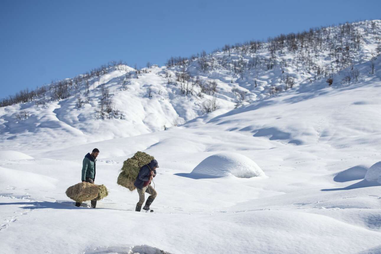 Δύο τούρκοι τσοπάνηδες φορτώθηκαν τα δεμάτια με το τριφύλλι και πήραν τα χιονισμένα βουνά για να ταΐσουν τα αστάβλιστα ζωντανά τους (κατσίκια) 