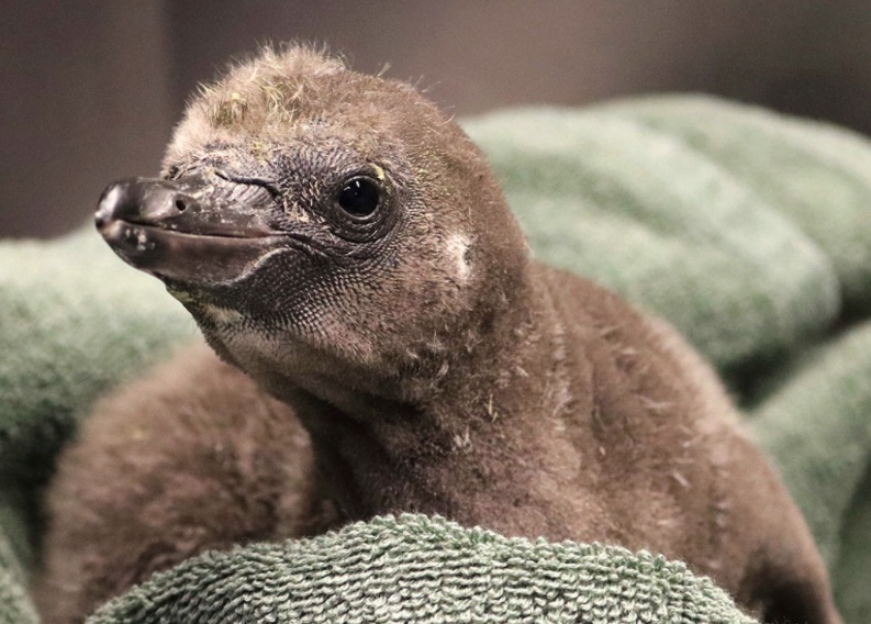 Νέα Υόρκη: Ενα ζευγάρι αγαπημένων αρσενικών πιγκουίνων έγιναν γονείς