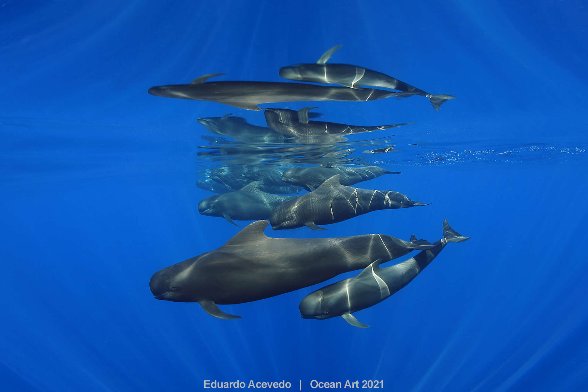 Πρώτη θέση στην κατηγορία «Ευρυγώνια λήψη» η φωτογραφία μιας ομάδας ενός ωκεάνιου είδους δελφινιών που ονομάζεται «μαυροδέλφινο» αν και συχνά αναφέρεται λανθασμένα σαν «φάλαινα πιλότος». Η ομάδα κολυμπά στη νοτιοδυτική πλευρά της θαλάσσιας οδού ανάμεσα στην Τενερίφης και τη Λα Γκομέρα. Η ομάδα αποτελείται από ενήλικα θηλυκά και τα μικρά τους, καθώς στο συγκεκριμένο είδος αυτό συνηθίζεται τα ενήλικα αρσενικά μιας ομάδας να ζουν σε μια κάποια απόσταση