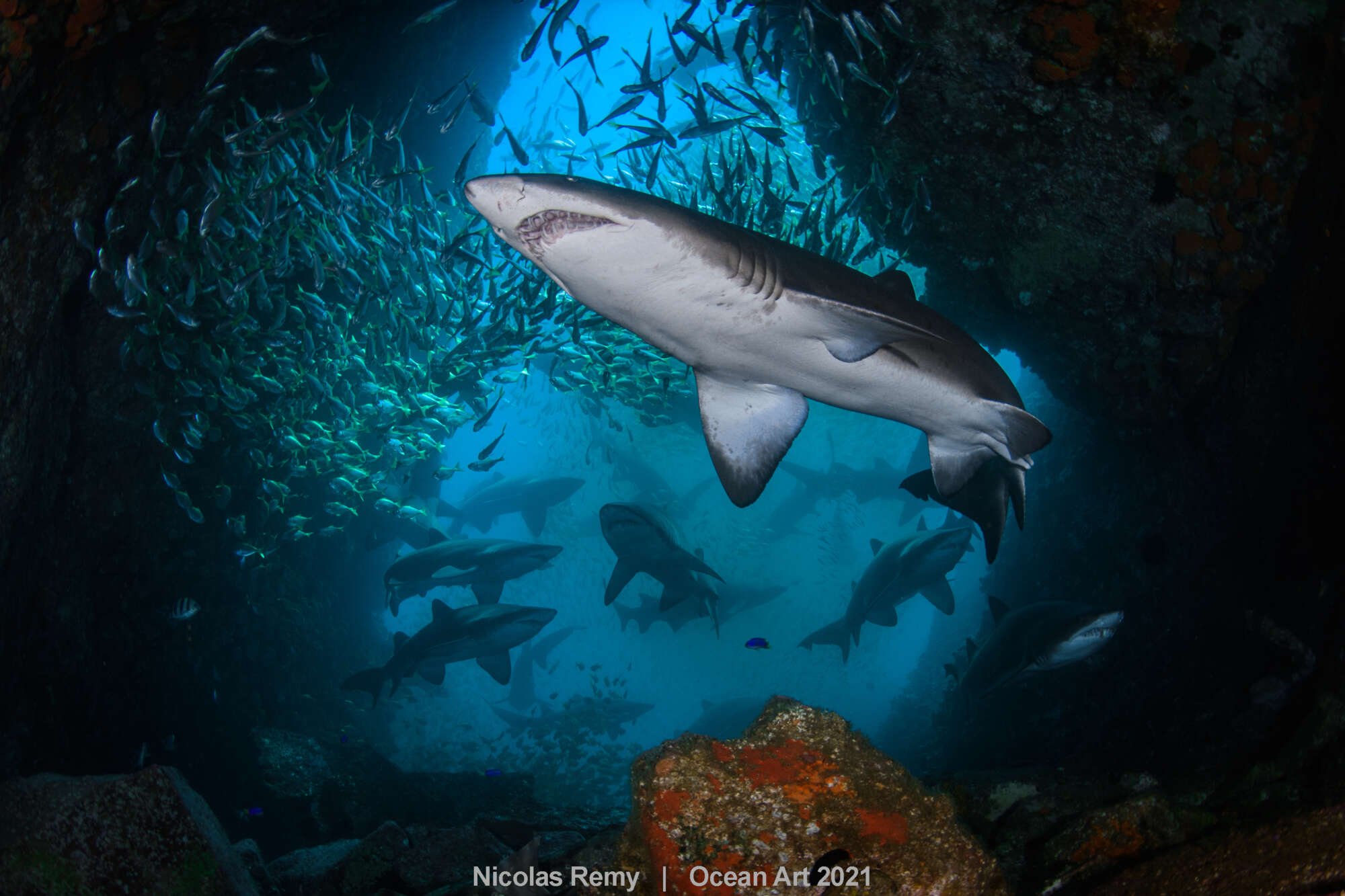 Δεύτερη θέση στην κατηγορία «Ευρυγώνια λήψη» μια εντυπωσιακή εικόνα από το νησί Fish Rock στην Αυστραλία, στο οποίο βρίσκουν καταφύγιο οι καρχαρίες ταύροι, γνωστοί και ως γκρίζοι καρχαρίες-τροφοί, ένα μεγάλο είδος που κατοικεί σε παράκτια ύδατα σε όλο τον κόσμο. Οι καρχαρίες ξεκουράζονται σε υποθαλάσσια σπηλιά, επειδή εκεί η θερμοκρασία είναι υψηλότερη και ταυτόχρονα αποφεύγουν τα ρεύματα. Ετσι δεν χρειάζεται να καταναλώσουν πολλή ενέργεια όταν κολυμπούν μισοκοιμισμένοι. Την χρειάζονται για τη νύχτα, όταν βγαίνουν για φαγητό...