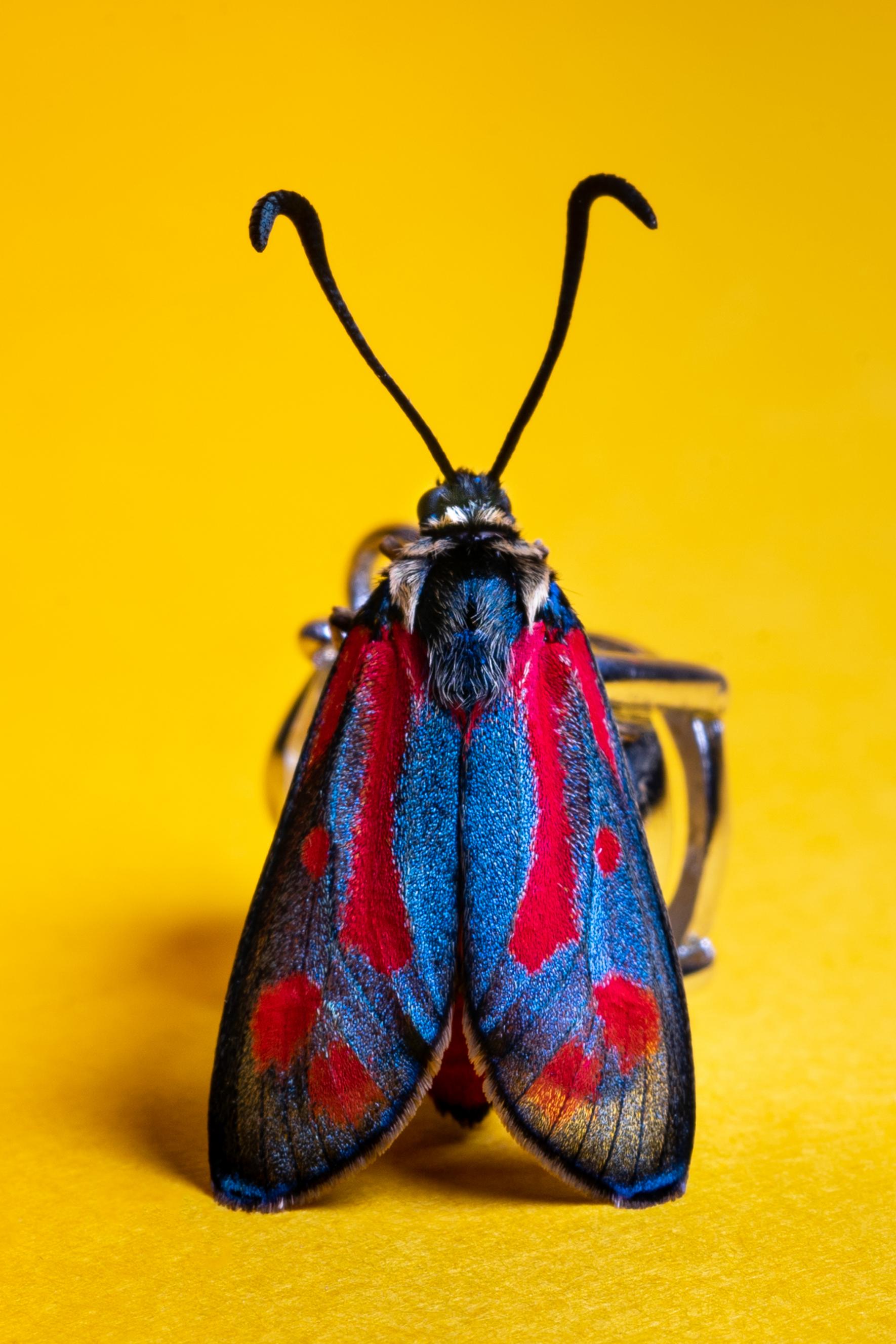 Ο Αμίν Μεθιάν, από την Ισπανία, με αυτή την φανταχτερή πεταλούδα είναι υποψήφιος στην κατηγορία «Αγρια Ζωή και Φύση»