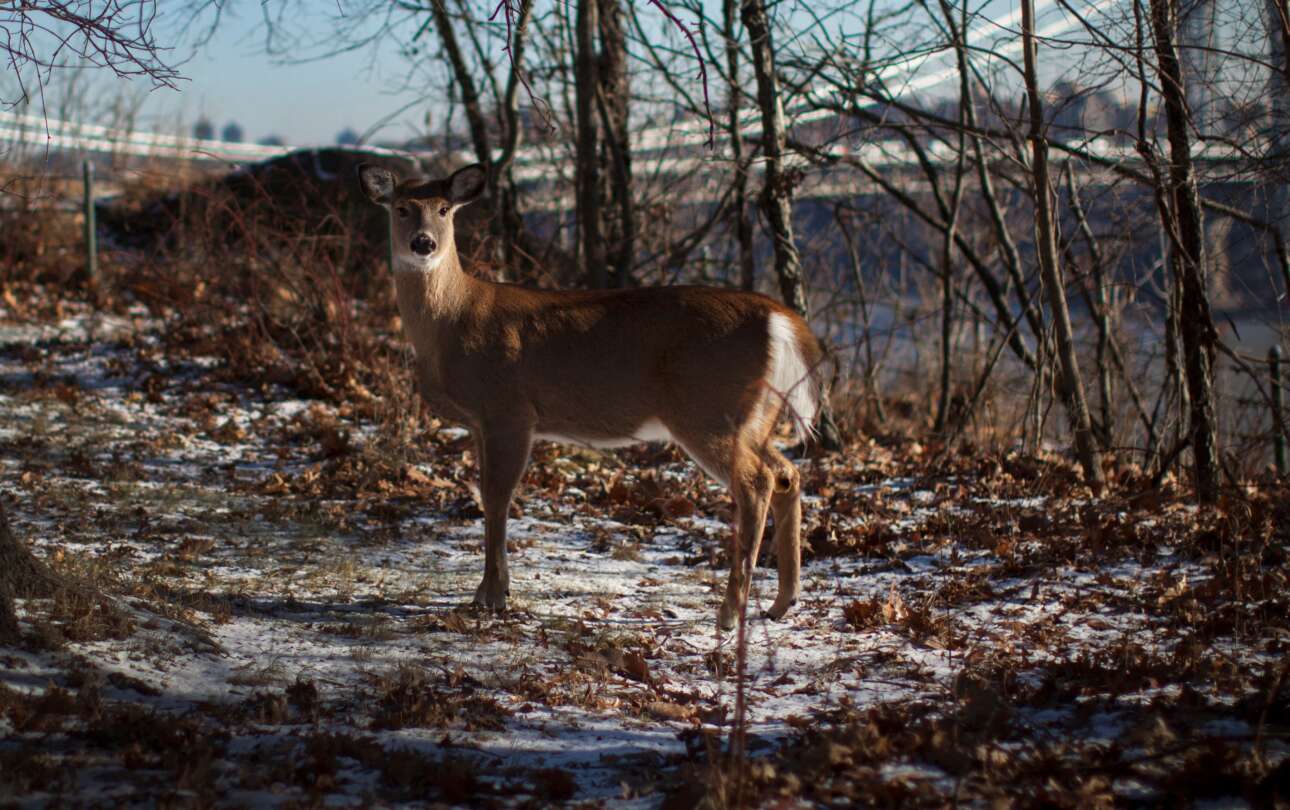 Κορονοϊός: Ελαφοκυνηγοί μόνο με… μάσκες και γάντια!