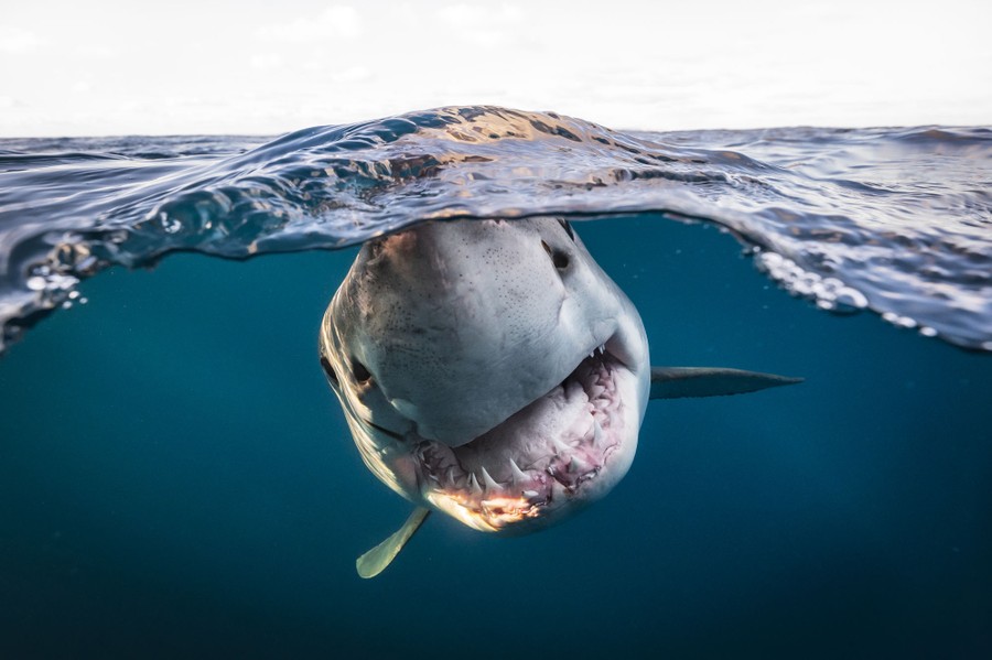 «Μεγάλος Λευκός»: Επιλαχών για τον τίτλο «Βρετανός υποβρύχιος φωτογράφος της χρονιάς 2022, Πορτρέτο». Ο τρομερός καρχαρίας που απαθανατίστηκε  στα νησιά Νορθ Νέπτουν της Αυστραλίας δεν χρειάστηκε καν δόλωμα για να κοιτάξει κατευθείαν στο φακό. Αντίθετα ο φωτογράφος έπρεπε να δώσει μάχη για να τον σταματήσει να δαγκώνει το εξάρτημα dome port για υποβρύχιες λήψεις της μηχανής του. 