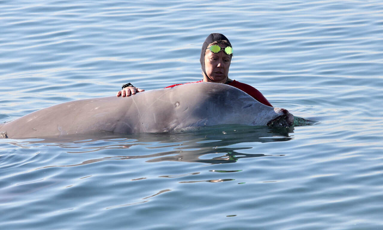 Τα αίτια θανάτου του ζιφιού – Τι έδειξε η ιατροδικαστική εξέταση