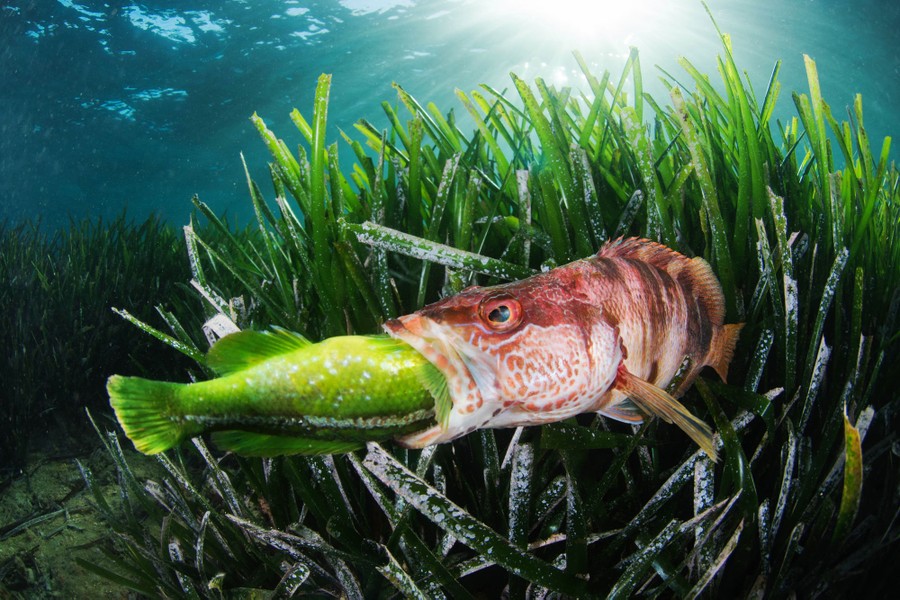 «Ο Κύκλος της Ζωής»: Επιλαχούσα στην κατηγορία «Συμπεριφορά». Η εικόνα είναι αποτέλεσμα πολλών ετών εργασίας για τη συμπεριφορά των ζώων. Μια πέρκα (Serranus scriba) επιτίθεται σε ένα πράσινο ψάρι (Labrus viridis), είδος ενδημικό στη Μεσόγειο που αφθονεί σε πυκνά θαλάσσια λιβάδια. Η στιγμή ήταν μοναδική. Ηταν θέμα υπομονής και άμεσης αντίδρασης του φωτογράφου για να τη συλλάβει με τον φακό του.