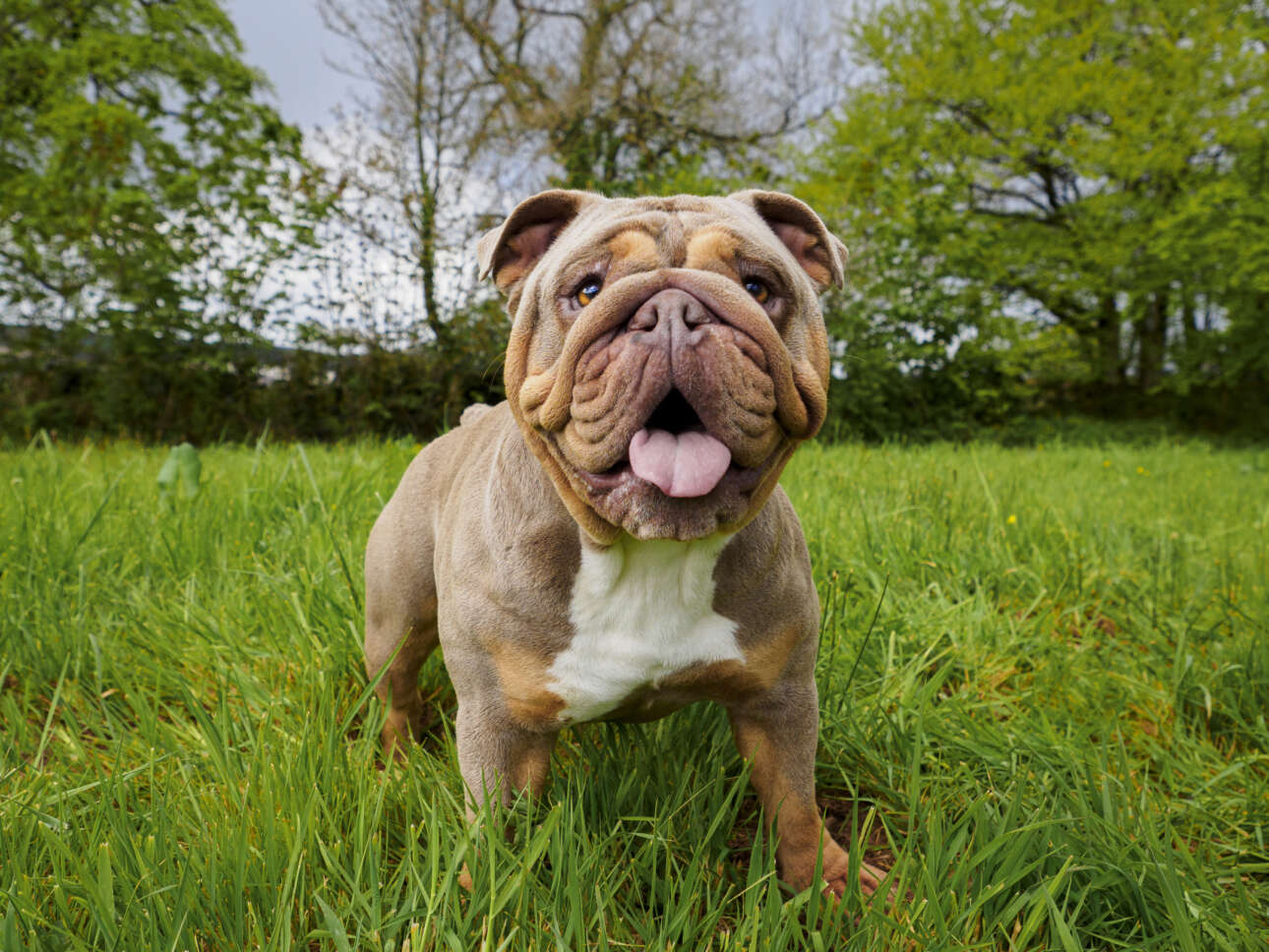 Η Νορβηγία απαγορεύει την επιλεκτική αναπαραγωγή μπουλντόγκ και σπάνιελ