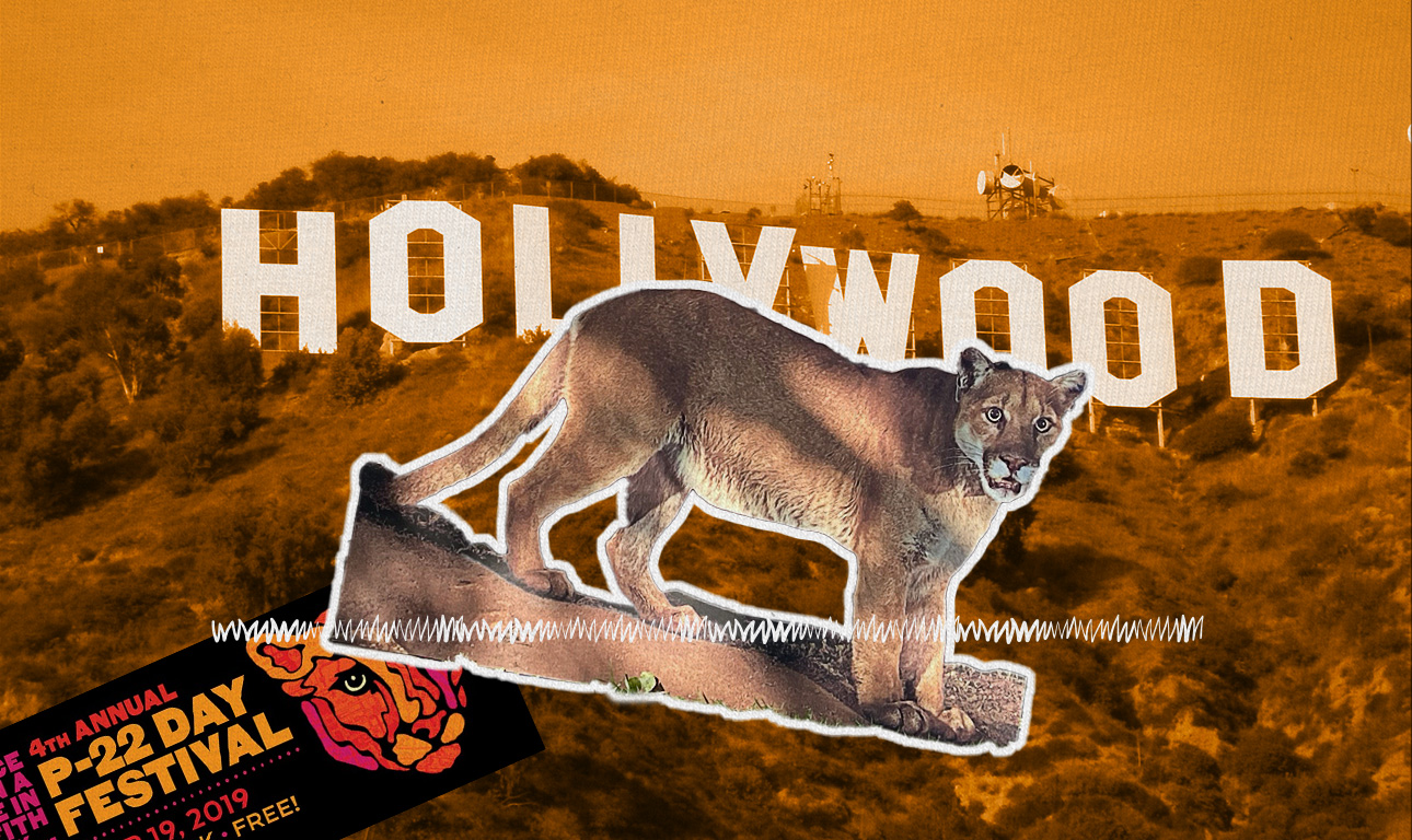 Ο «Μπραντ Πιτ των Λιονταριών»: το πούμα που έχει κλέψει την καρδιά του Λος Αντζελες