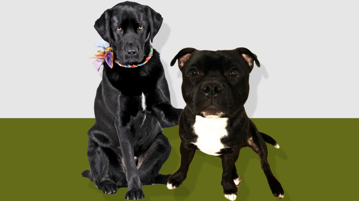 Ουγγαρία: Πώς ένα… σκυλίσιο κόμμα μπορεί να διώξει τον Ορμπαν – ή να τον κρατήσει στην εξουσία