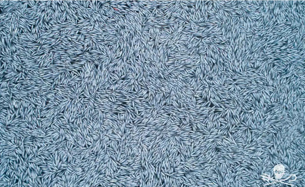 100.000 νεκρά ψάρια κοντά στις γαλλικές ακτές