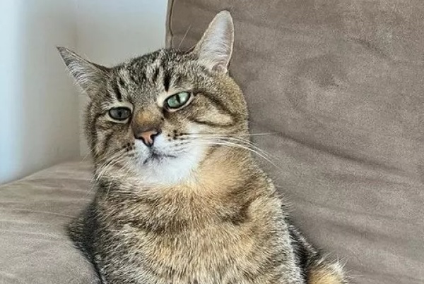 Γάτος influencer μαζεύει χρήμα για τα αδέσποτα της Ουκρανίας