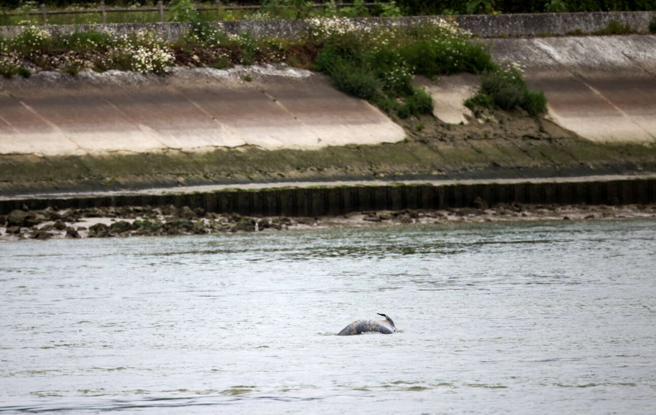Γαλλία: Πέθανε η όρκα που είχε παγιδευτεί στον Σηκουάνα