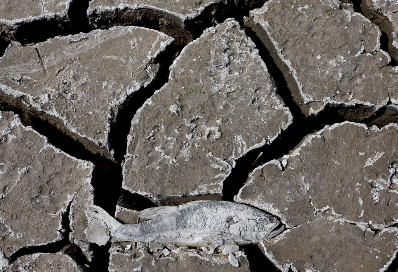 Νεκρά φύση λένε οι εικαστικοί, μα δεν εννοούν τον θάνατο της τεχνητής λίμνης Μιντ των ΗΠΑ: τμήματά της ξεράθηκαν, έτσι ο βυθός τους μετατράπηκε σε αυτό το σβολιασμένο χώμα όπου κείται ψόφιο το ψάρι – αν η λίμνη ήταν χωράφι, θα χρειαζόταν γερό σβάρνισμα
