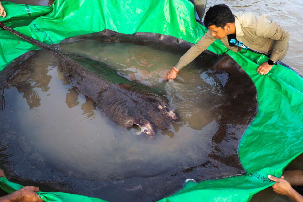 Θαυμάστε το γιγάντιο σαλάχι, το μεγαλύτερο όλου του κόσμου: ζυγίζει 300 κιλά και εντοπίστηκε στον ποταμό Μεκόνγκ, στην Καμπότζη – για τα περαιτέρω, το μελετούν πλέον οι ειδικοί επιστήμονες 